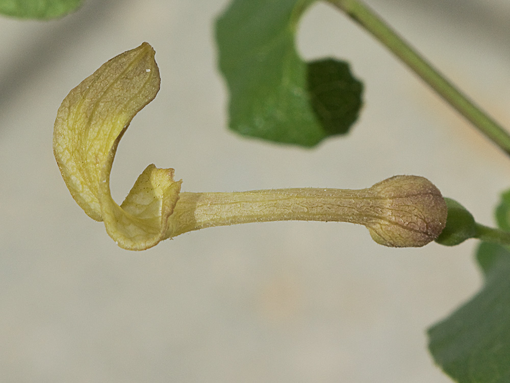Aristoloquia menor (Aristolochia pistolochia)