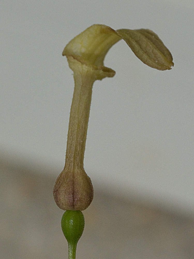 Aristoloquia menor (Aristolochia pistolochia)