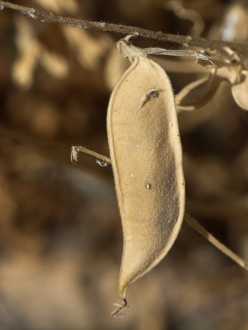 Leguminosa de la vicia lutea (Vicia lutea)