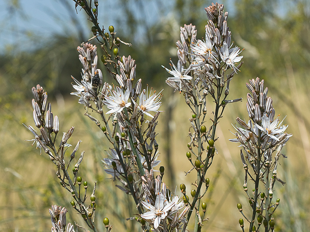 Asfódelo, gamón ramificado (Asphodelus ramosus)