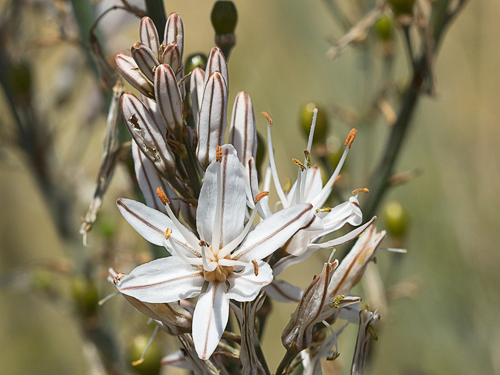 Asfódelo, gamón ramificado (Asphodelus ramosus)