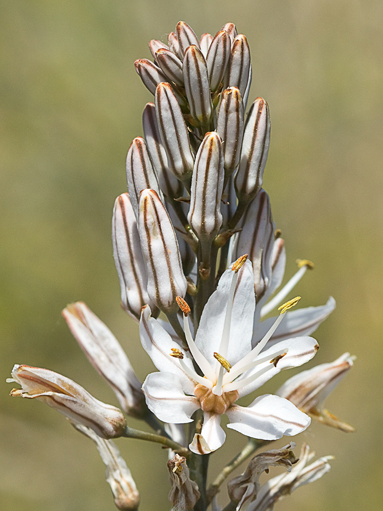 Asfódelo, gamón ramificado (Asphodelus ramosus)