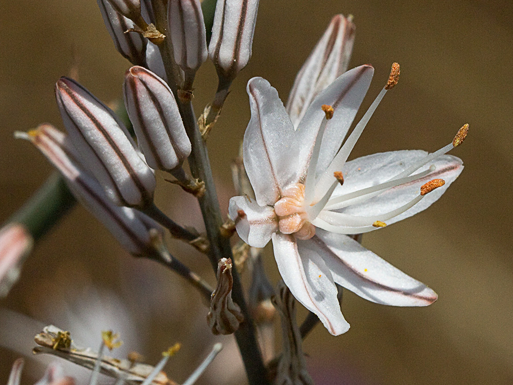 Asfódelo, gamón ramificado (Asphodelus ramosus)