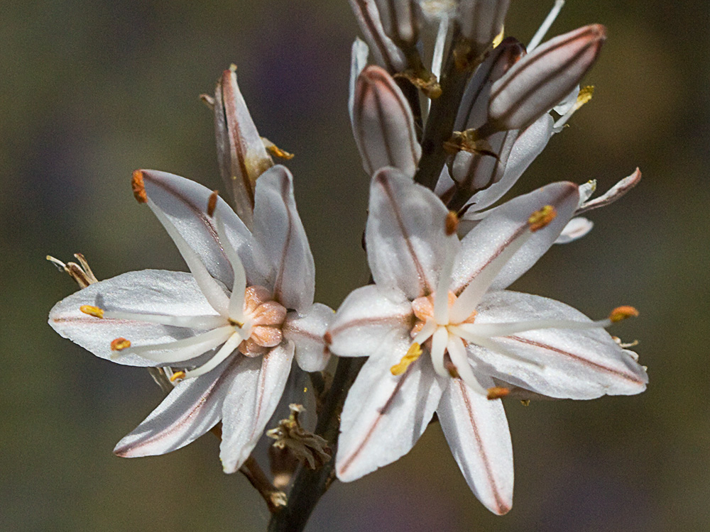 Asfódelo, gamón ramificado (Asphodelus ramosus)