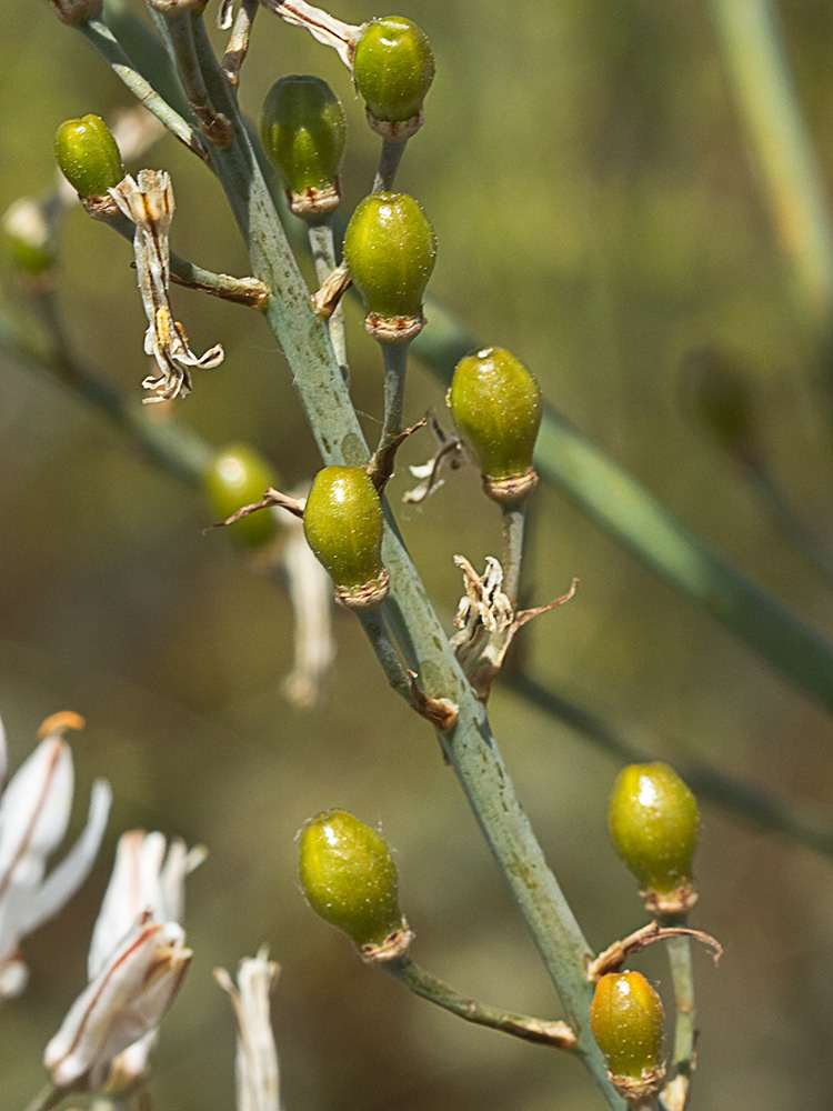Asfódelo, gamón ramificado (Asphodelus ramosus)