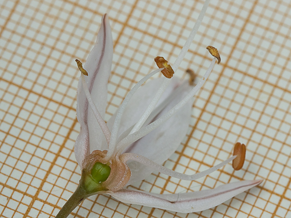 Estambres y ovario del Asfódelo, gamón ramificado (Asphodelus ramosus)