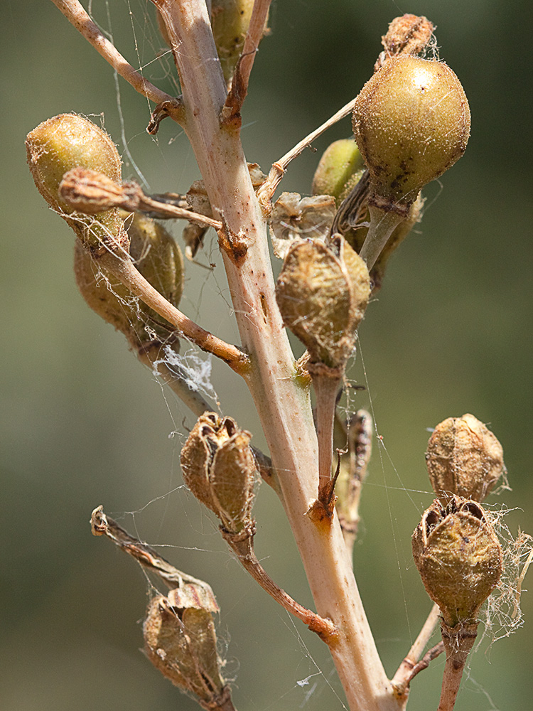 Cápsulas del Asfódelo, gamón ramificado (Asphodelus ramosus)