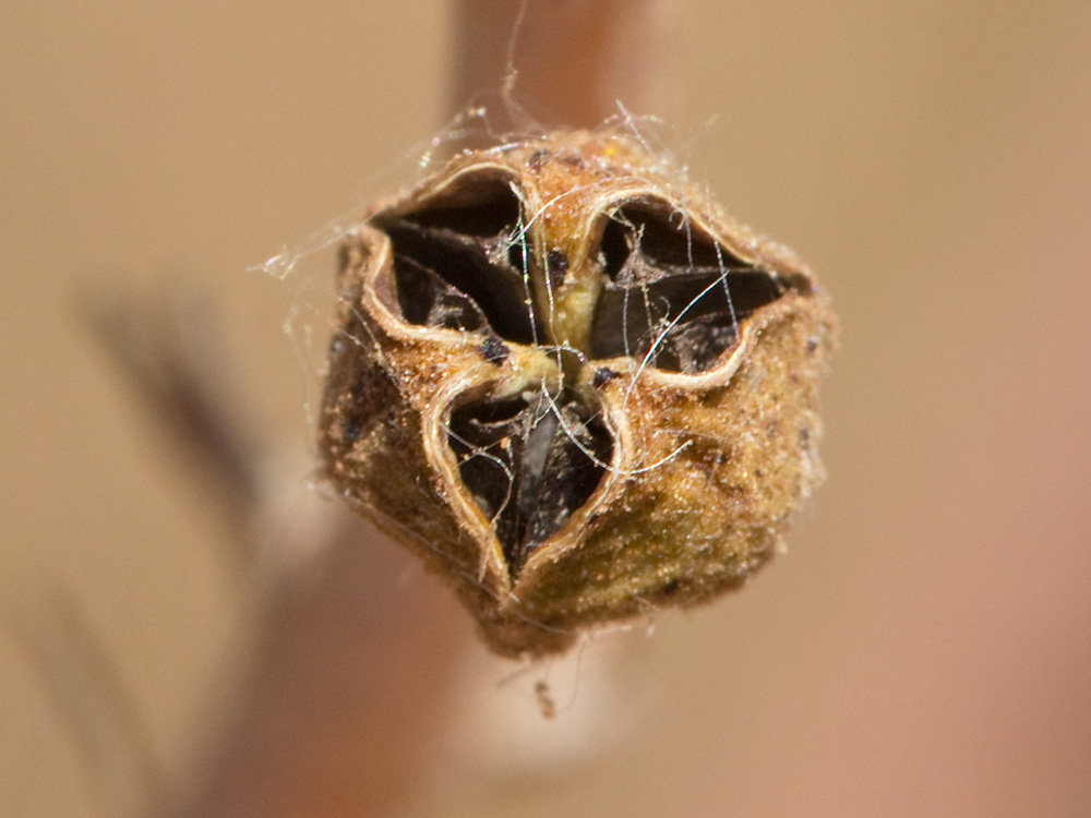 Cápsula del Asfódelo, gamón ramificado (Asphodelus ramosus)