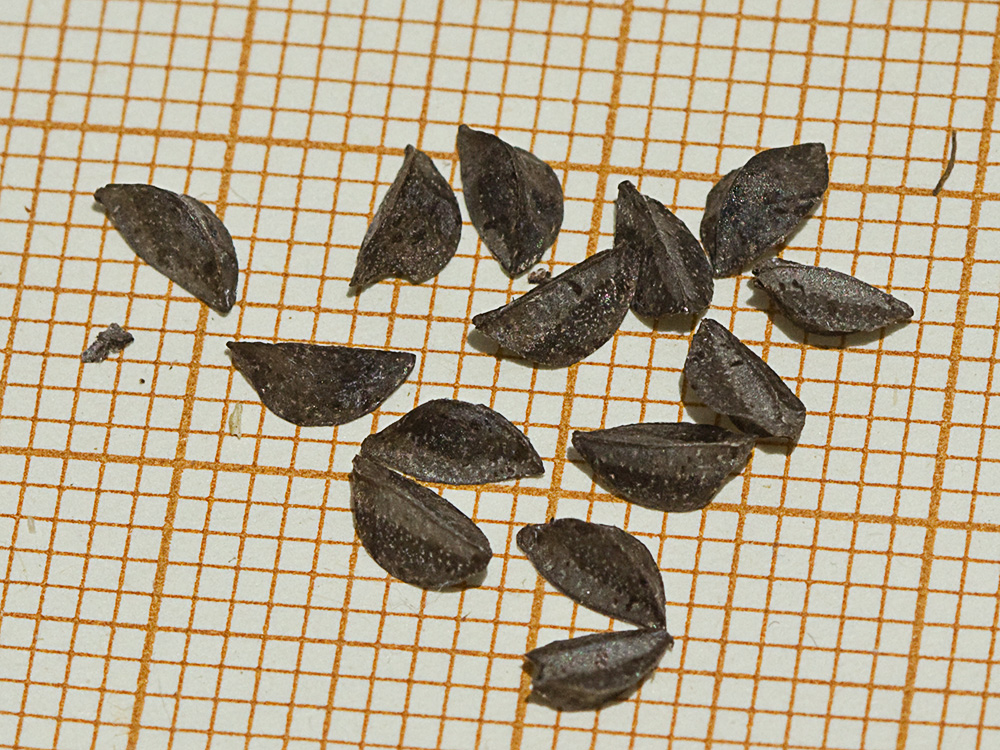 Semillas del Asfódelo, gamón ramificado (Asphodelus ramosus)