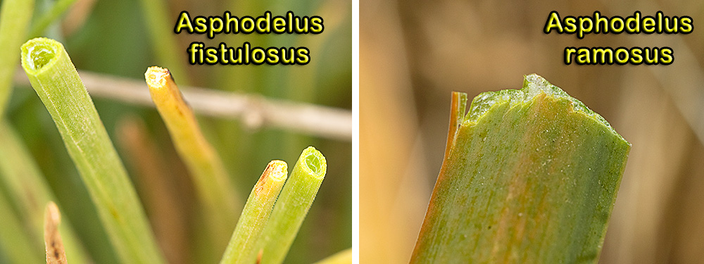 Comparación de las hojas del Asphodelus fistulosus y A. Ramosus