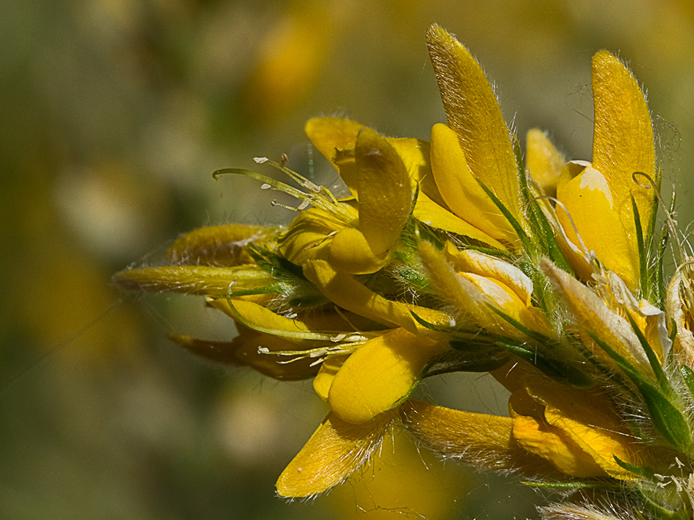 Aulaga hirsuta (Genista hirsuta)