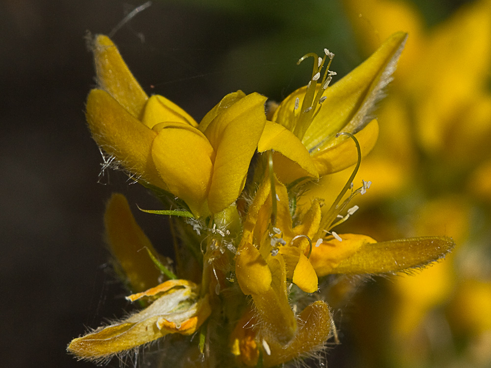 Aulaga hirsuta (Genista hirsuta)