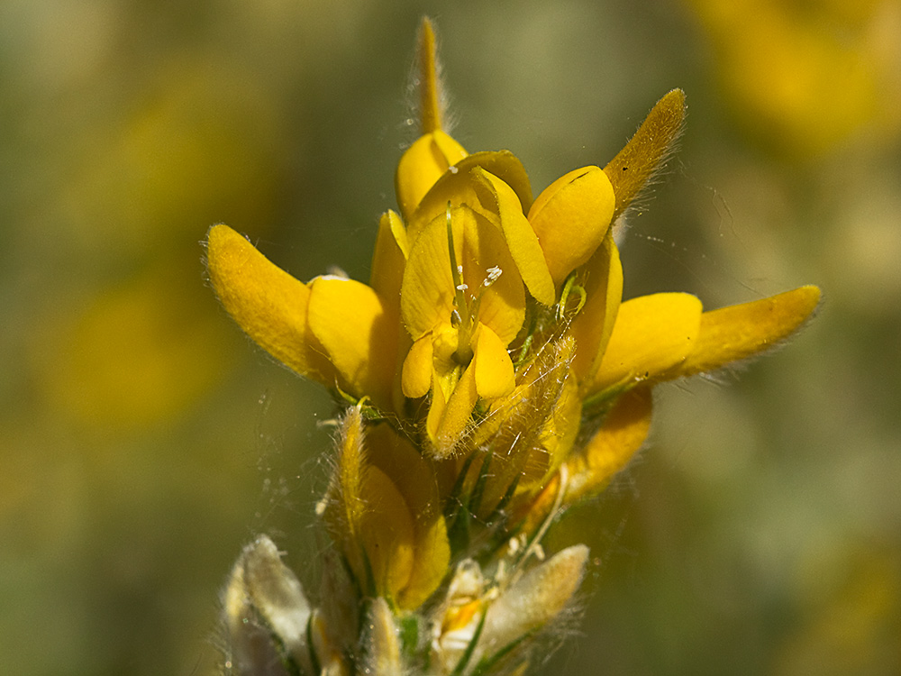 Aulaga hirsuta (Genista hirsuta)