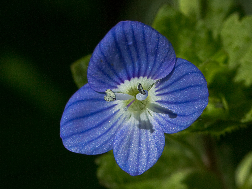 Flor del azulete (veronica persica)