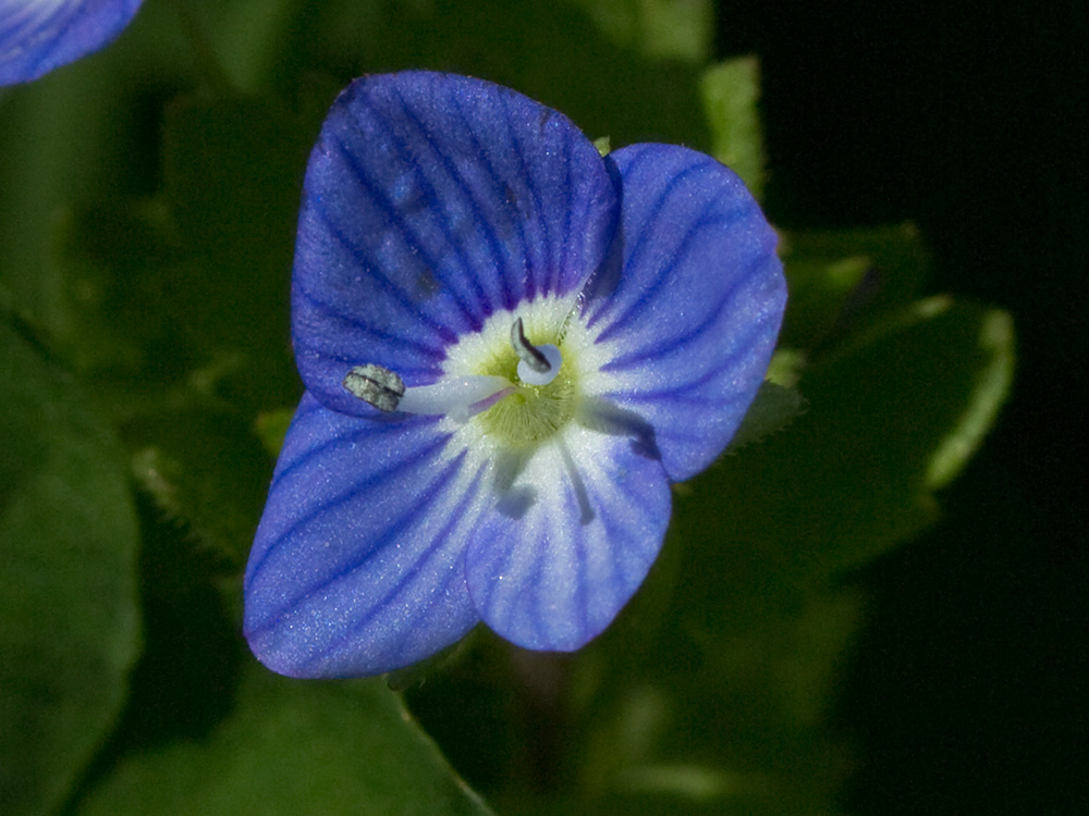 Flor del azulete (veronica persica)