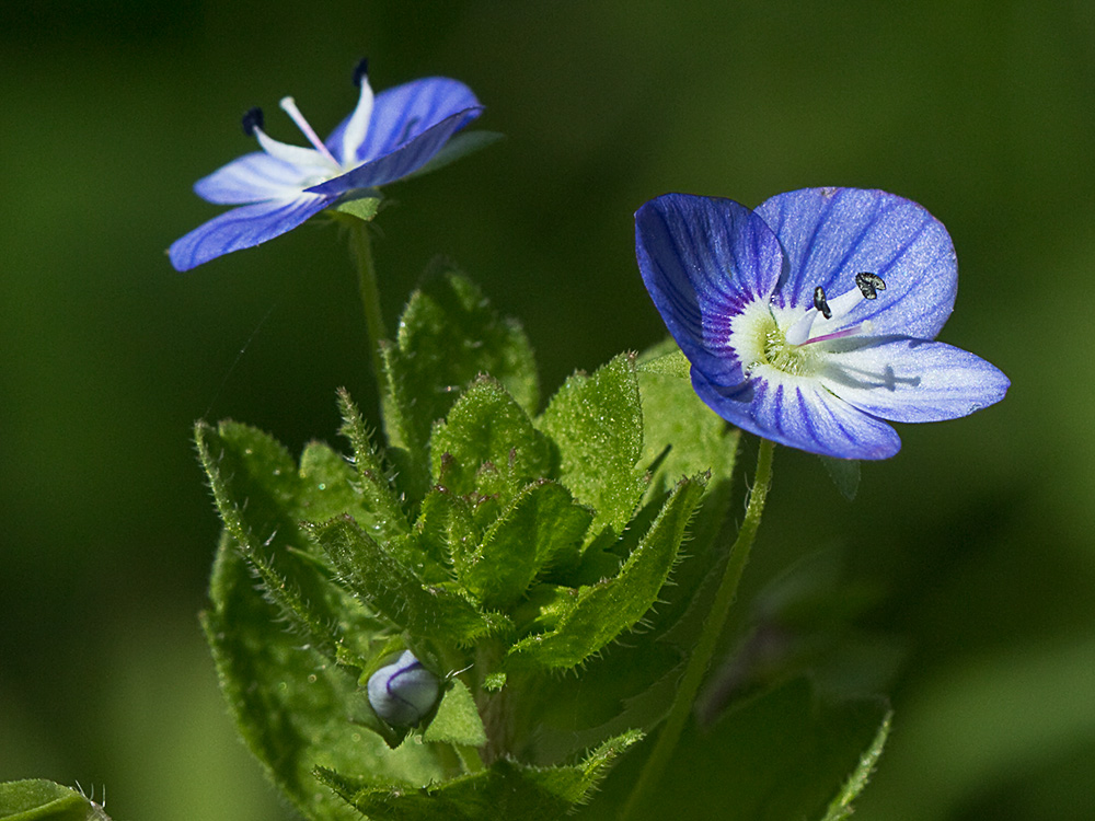 Flor del azulete (veronica persica)