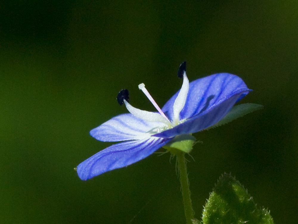 Flor del azulete (veronica persica)