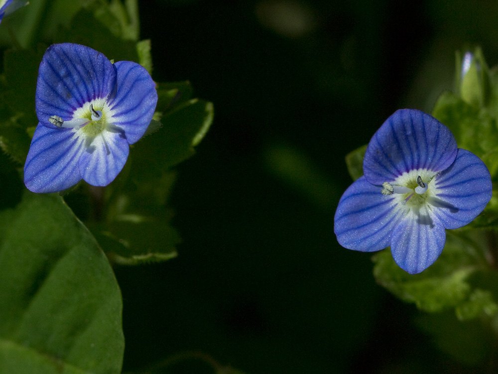 Flor del azulete (veronica persica)