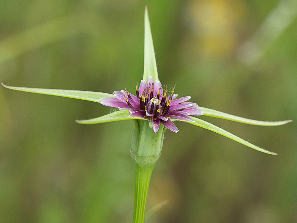 Inflorescencia del barbón (Tragopogon porrifolius)