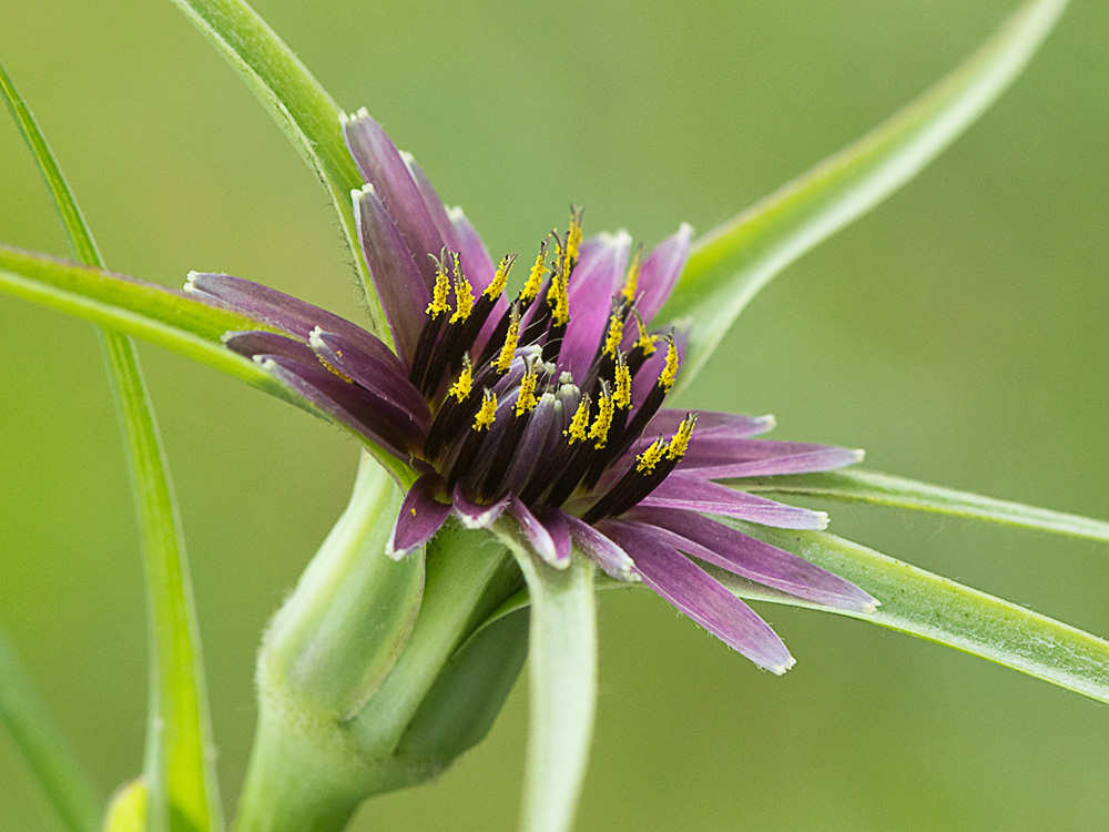 Inflorescencia del barbón (Tragopogon porrifolius)