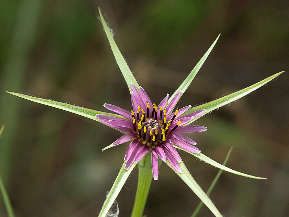 Inflorescencia del barbón (Tragopogon porrifolius)