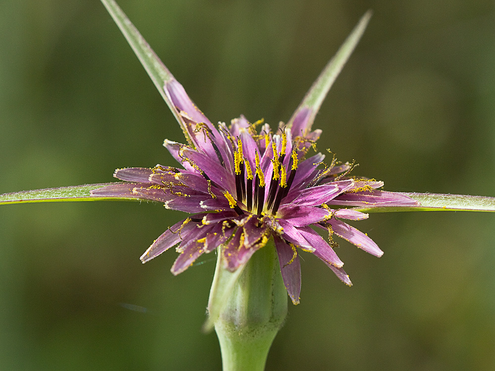 Inflorescencia del barbón (Tragopogon porrifolius)