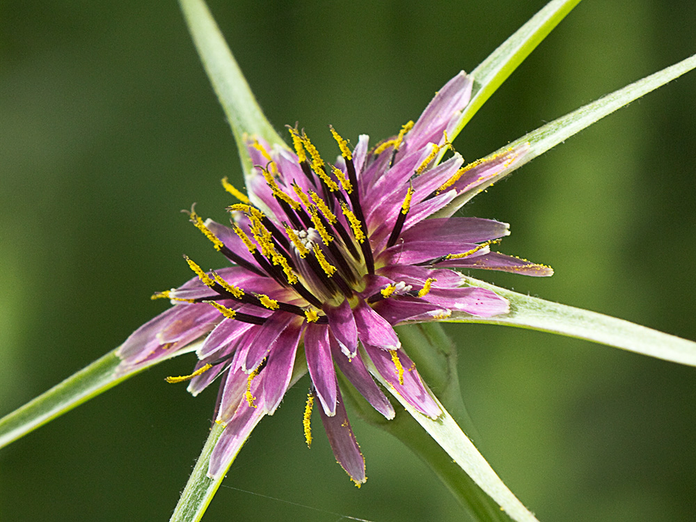 Inflorescencia del barbón (Tragopogon porrifolius)