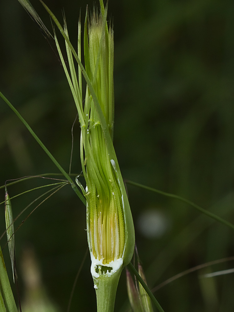 Inflorescencia del barbón (Tragopogon porrifolius)