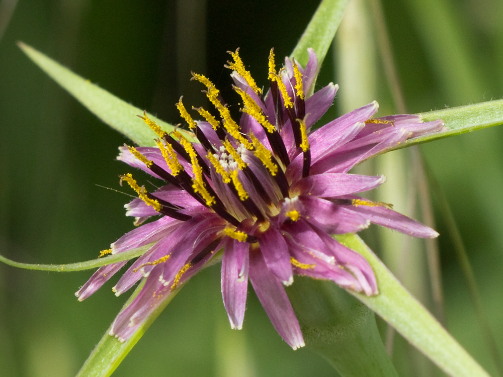 Inflorescencia del barbón (Tragopogon porrifolius)