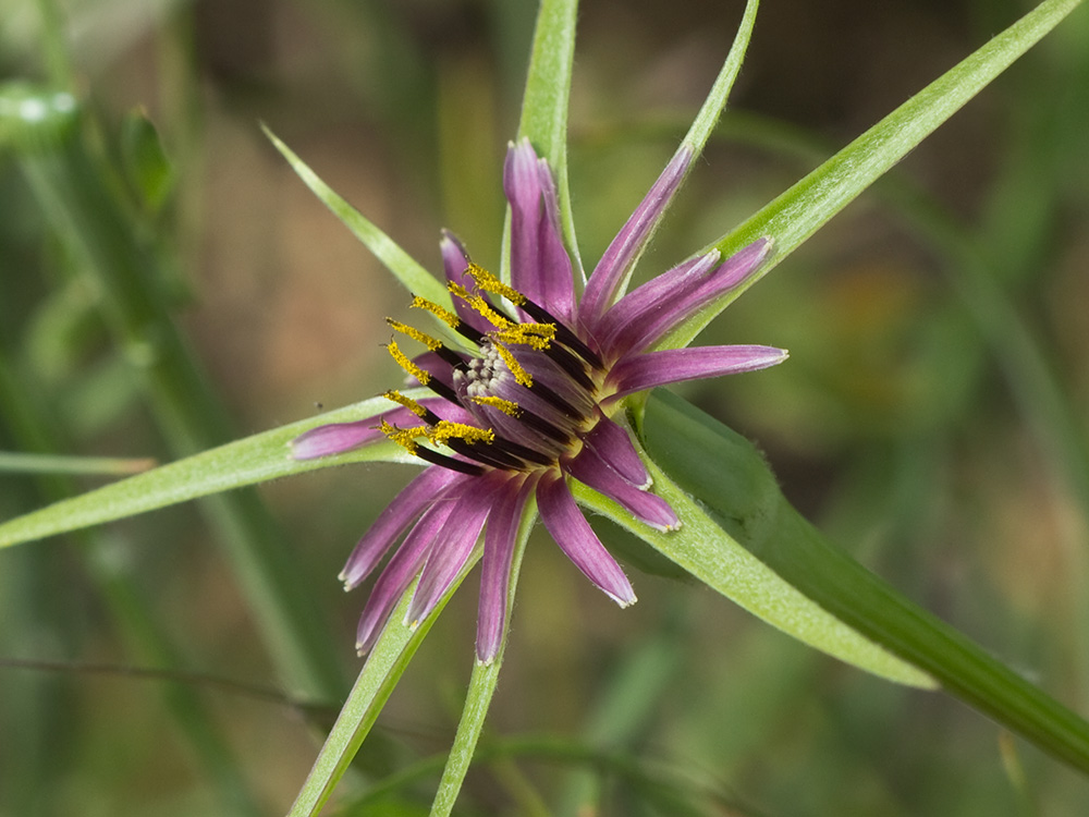 Inflorescencia del barbón (Tragopogon porrifolius)