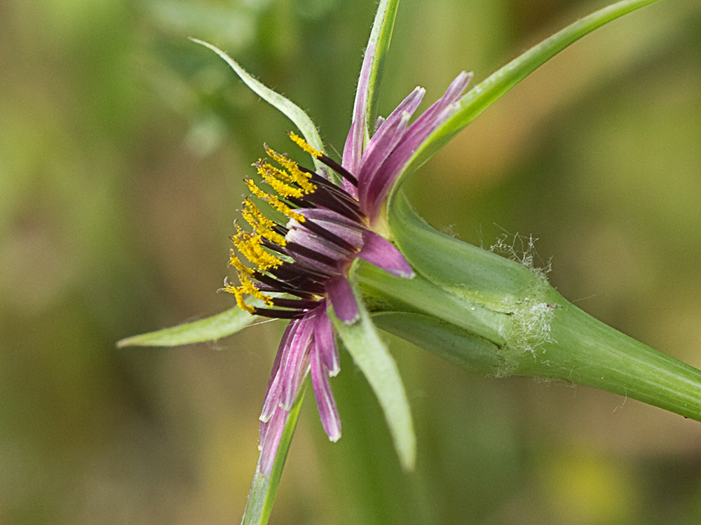Inflorescencia del barbón (Tragopogon porrifolius)