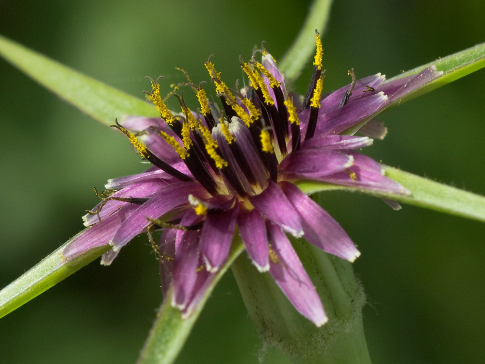 Inflorescencia del barbón (Tragopogon porrifolius)