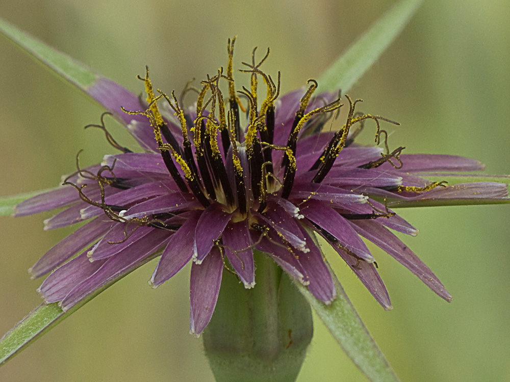 Inflorescencia del barbón (Tragopogon porrifolius)