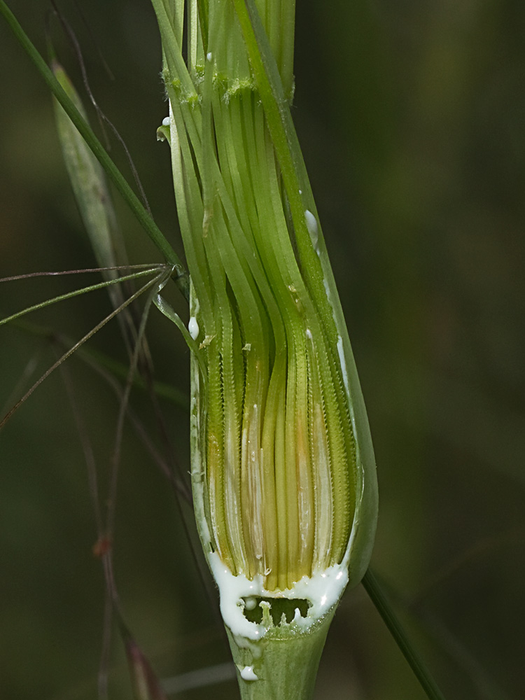 Inflorescencia del barbón (Tragopogon porrifolius)