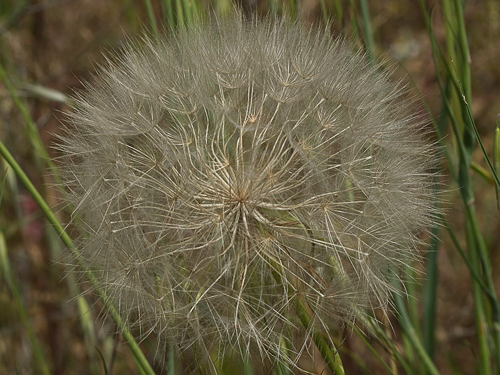 Inflorescencia del barbón (Tragopogon porrifolius)