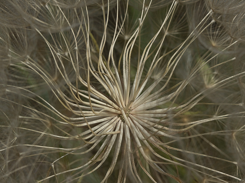 Inflorescencia del barbón (Tragopogon porrifolius)