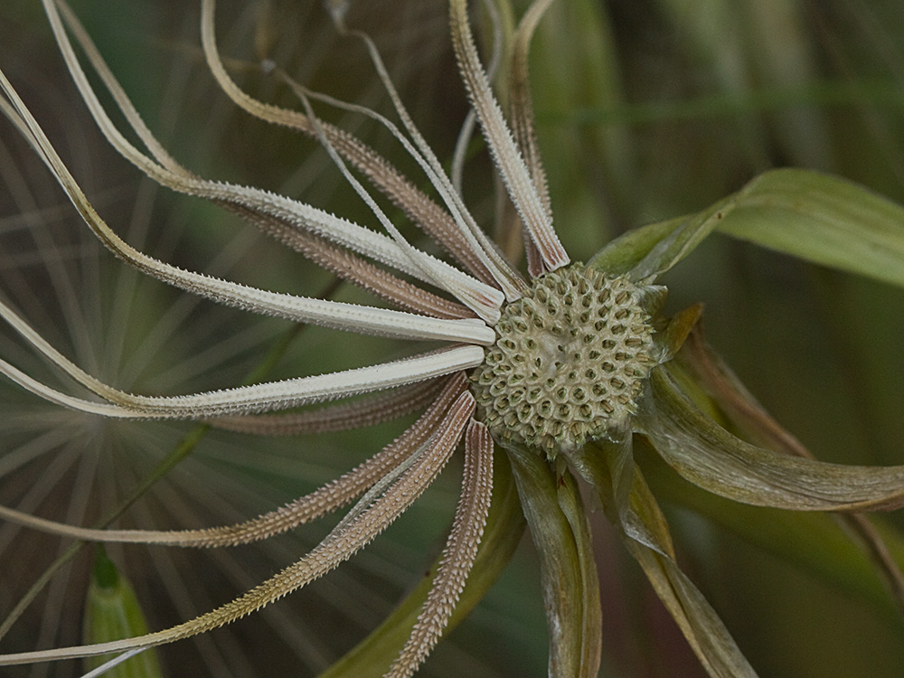 Inflorescencia del barbón (Tragopogon porrifolius)