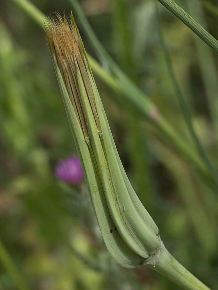 Inflorescencia del barbón (Tragopogon porrifolius)