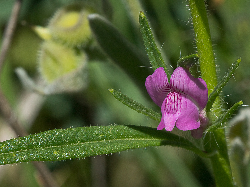 Flor de la becerrilla o dragoncillo (Misopates orontium)