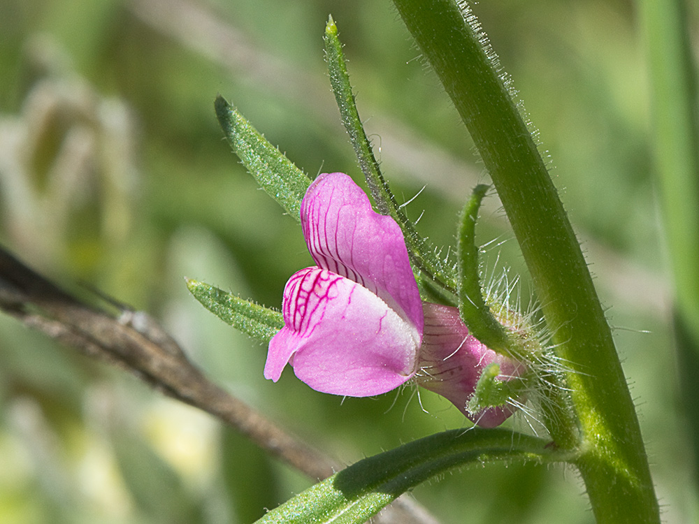 Flor de la becerrilla o dragoncillo (Misopates orontium)