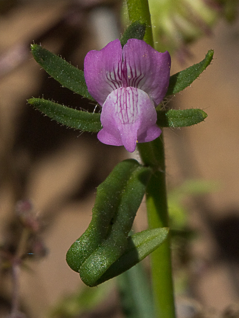 Flor de la becerrilla o dragoncillo (Misopates orontium)