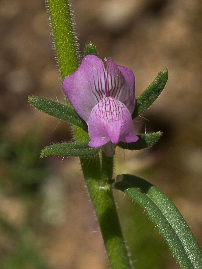 Flor de la becerrilla o dragoncillo (Misopates orontium)