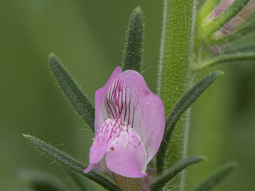 Flor de la becerrilla o dragoncillo (Misopates orontium)