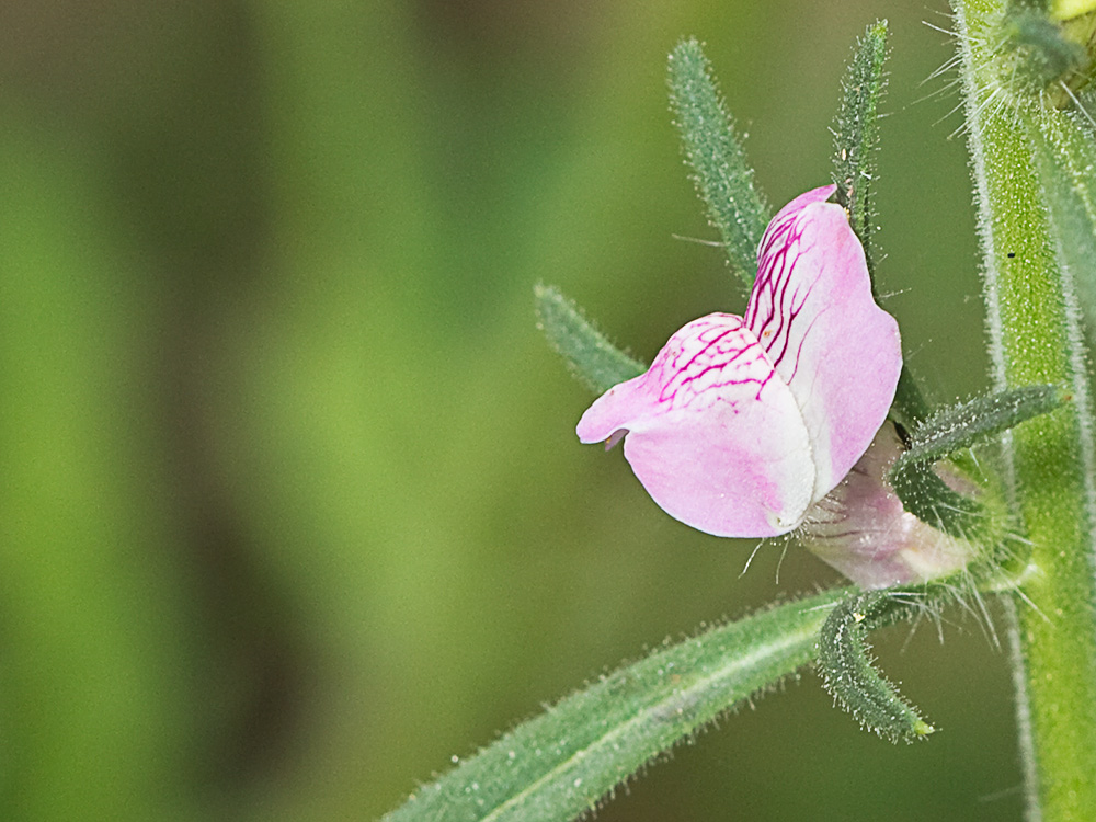 Flor de la becerrilla o dragoncillo (Misopates orontium)