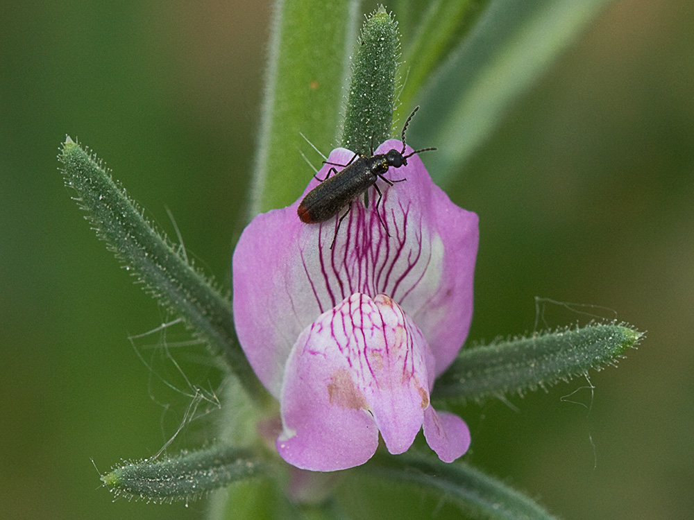 Flor de la becerrilla o dragoncillo (Misopates orontium)