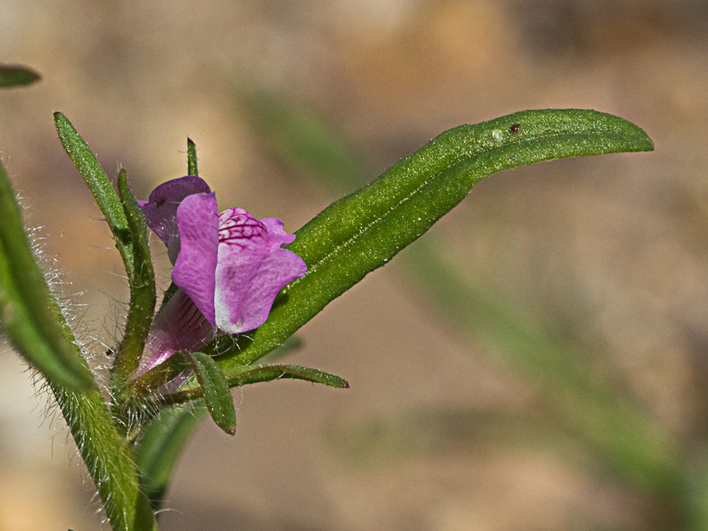 Flor de la becerrilla o dragoncillo (Misopates orontium)