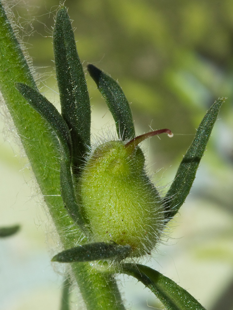 Flor de la becerrilla o dragoncillo (Misopates orontium)