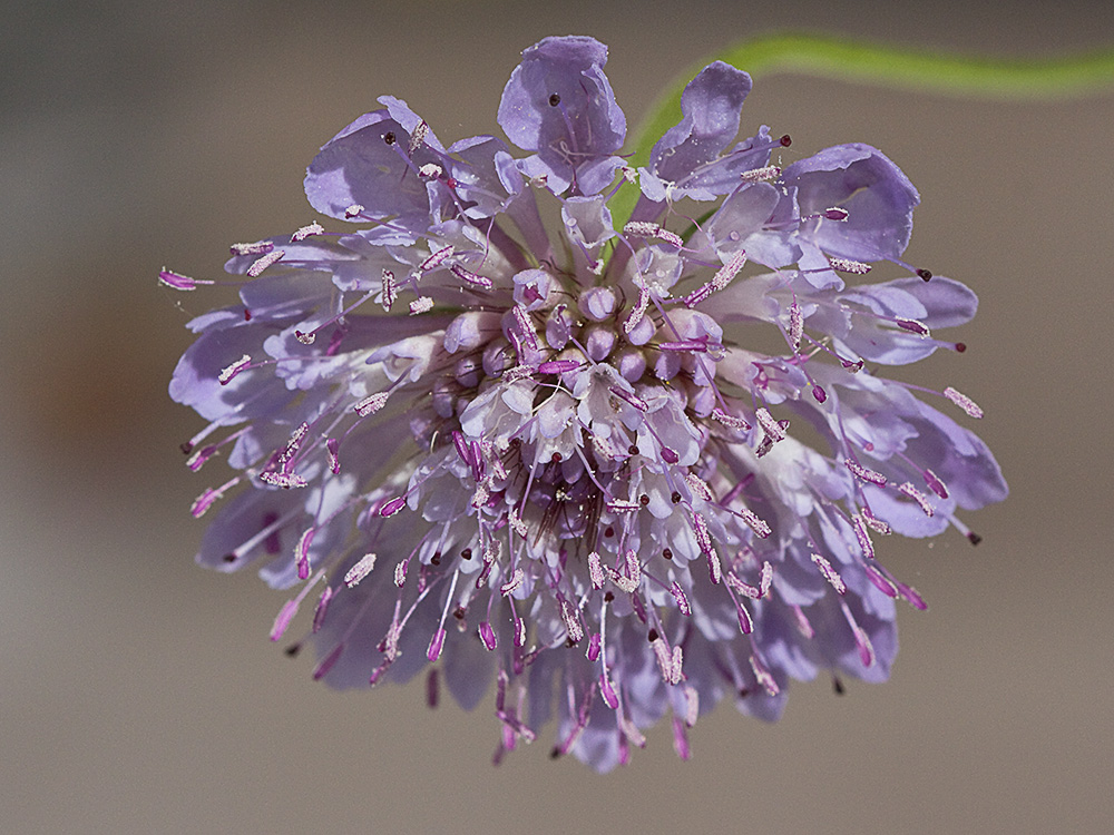 Infloresecencia de la Escobilla morisca (Scabiosa atropurpurea)