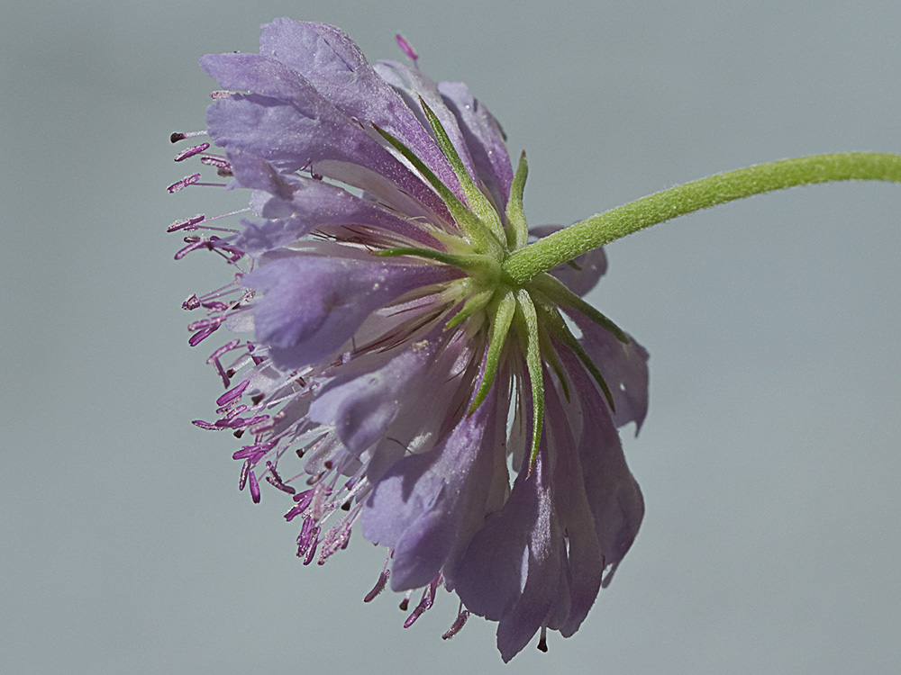 Infloresecencia de la Escobilla morisca (Scabiosa atropurpurea)