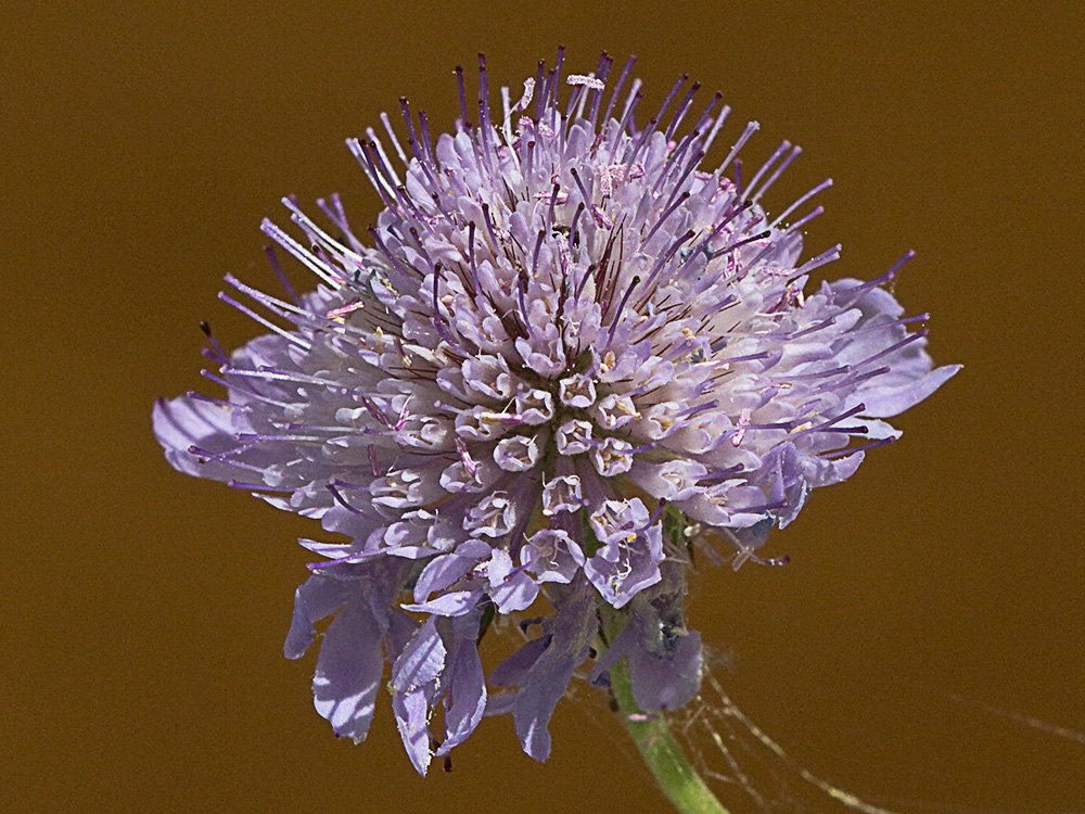 Infloresecencia de la Escobilla morisca (Scabiosa atropurpurea)